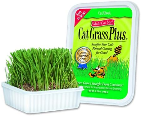דשא חתול לחתול של Miracle Care-A'Bout לחתולים מקורה [ערכת דשא קל לגידול של חתולים] ערכת גידול דשא חתולים כוללת